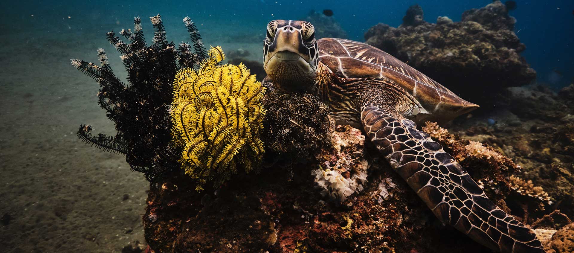 In the photo: scuba diving tours in Latin America