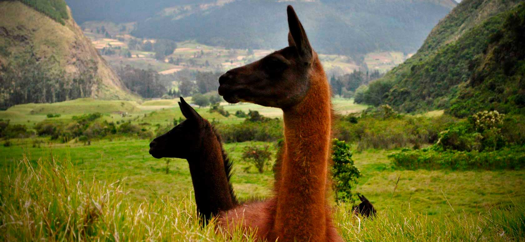 In the photo: tours to several Latin American countries (combined)