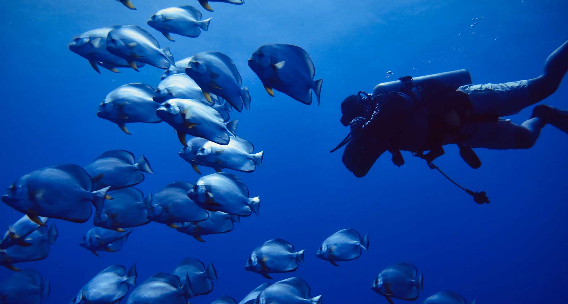 In the photo: scuba diving tours in Latin America