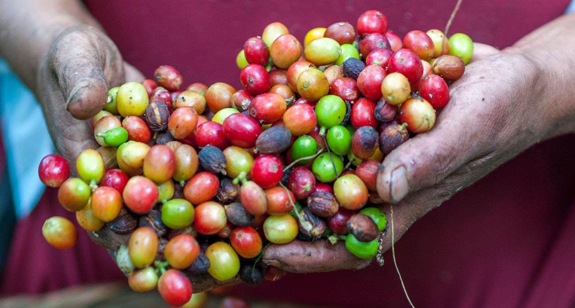 In the photo: Brazilian coffee regions