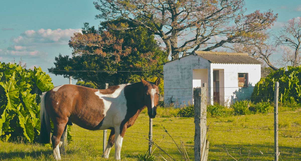 Criollo horse in Uruguay, intangible cultural heritage, gaucho farm
