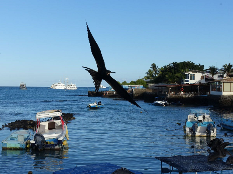 Day 5: Puerta Egas, Playa Espumilla, And Caleta Bucanero, Santiago Island -4