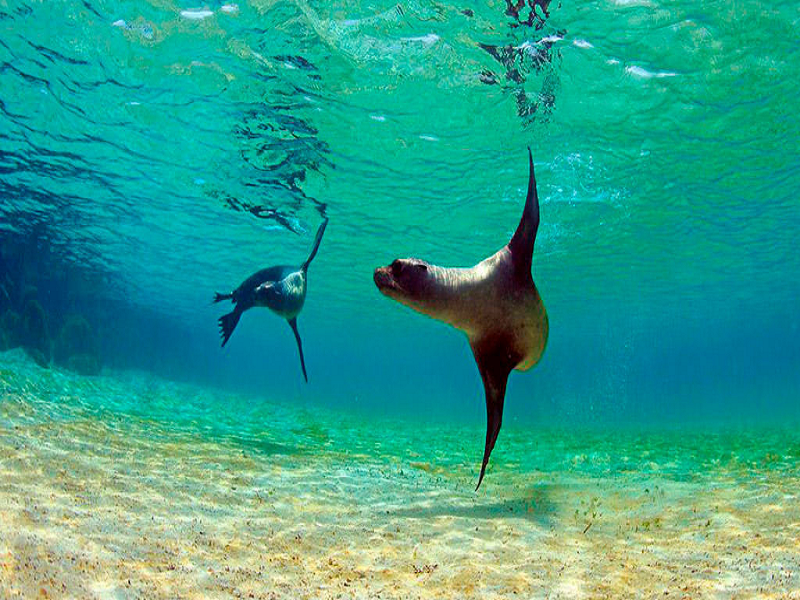 in the photo: Galapagos Islands