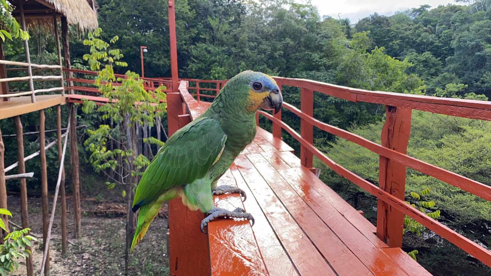 A parrot on a lodge railing with forest behind in the Brazilian Amazon.
