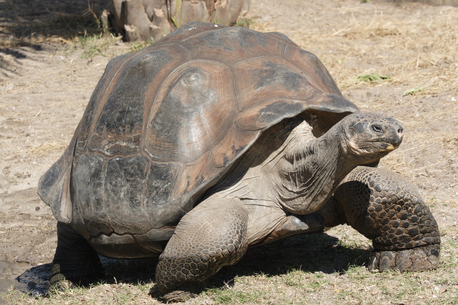 A Galápagos giant tortoise walking across open ground in the archipelago's highlands.