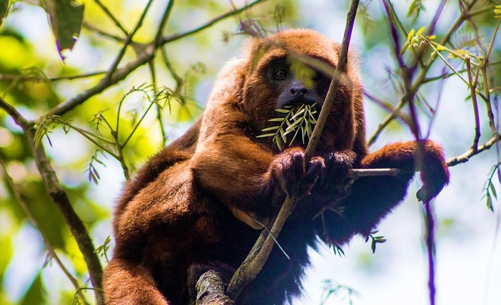 A howler monkey in the rainforest canopy near a Brazil adventure route.