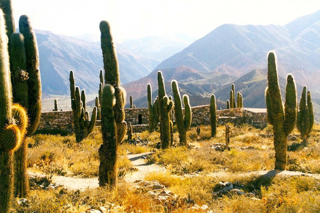 Tall cactuses in a dry Andean valley near Salta, with stone ruins and distant mountains.