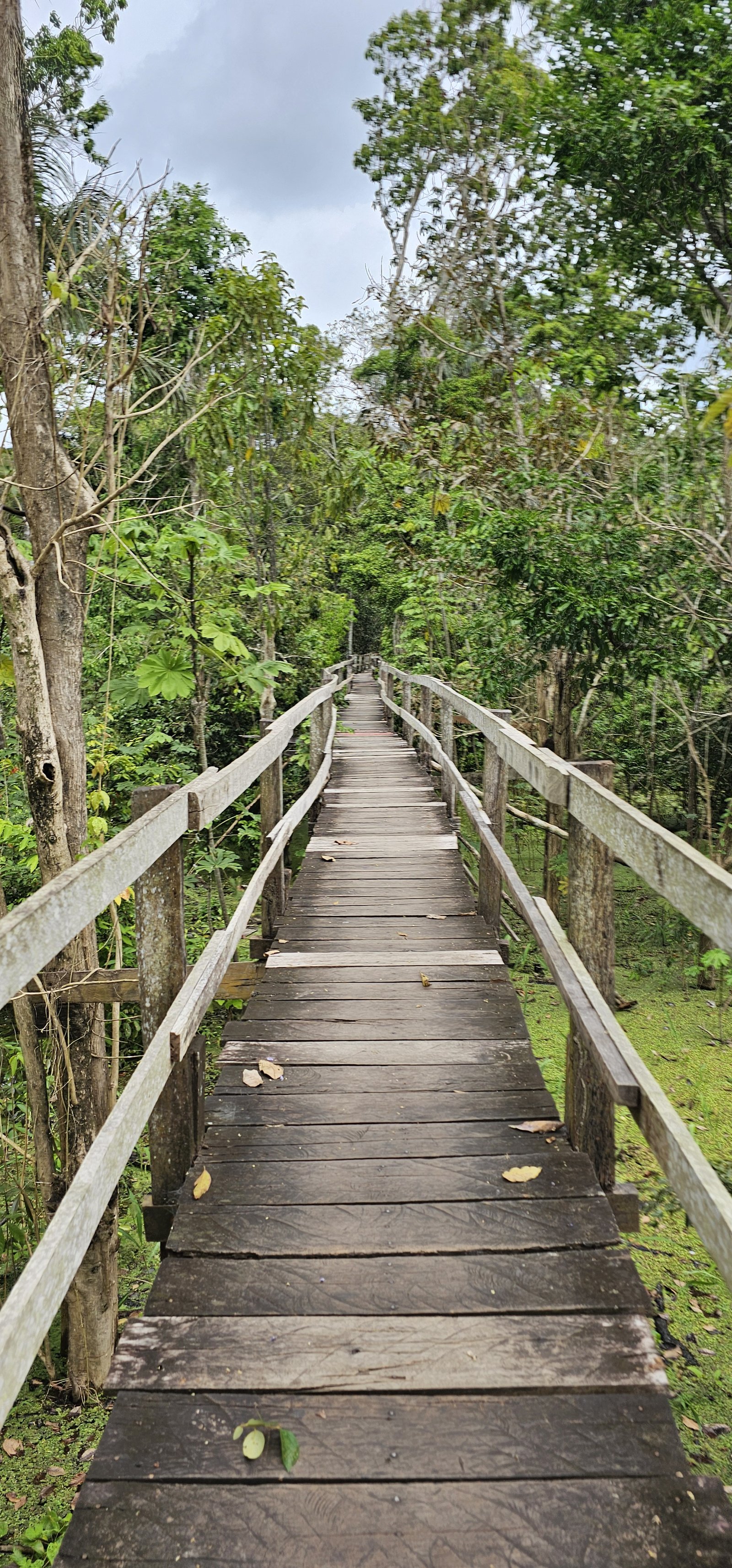A wooden walkway with handrails passing through dense vegetation in the Brazilian Amazon