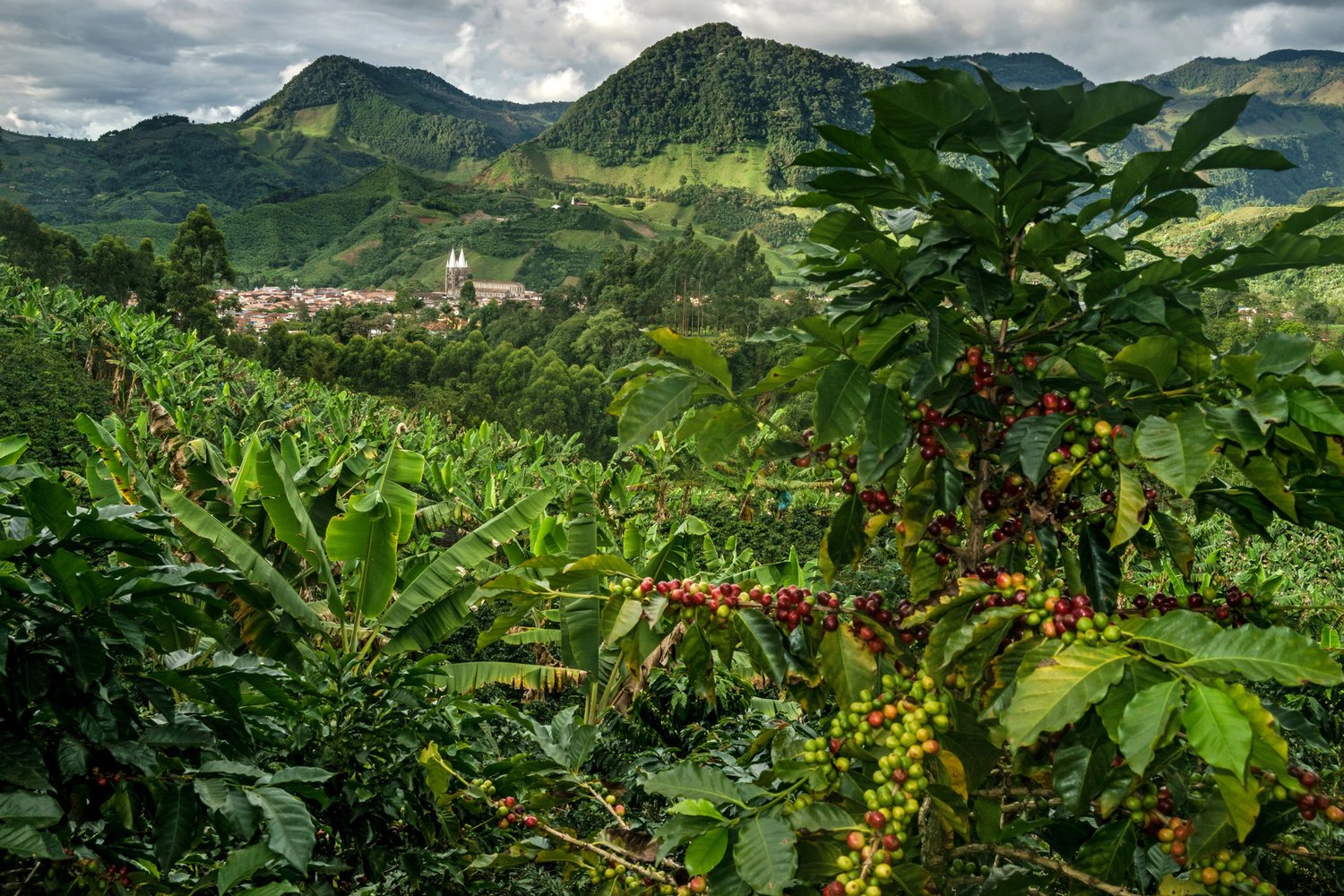 Coffee cherries on a hillside plant with a Colombian town beyond.