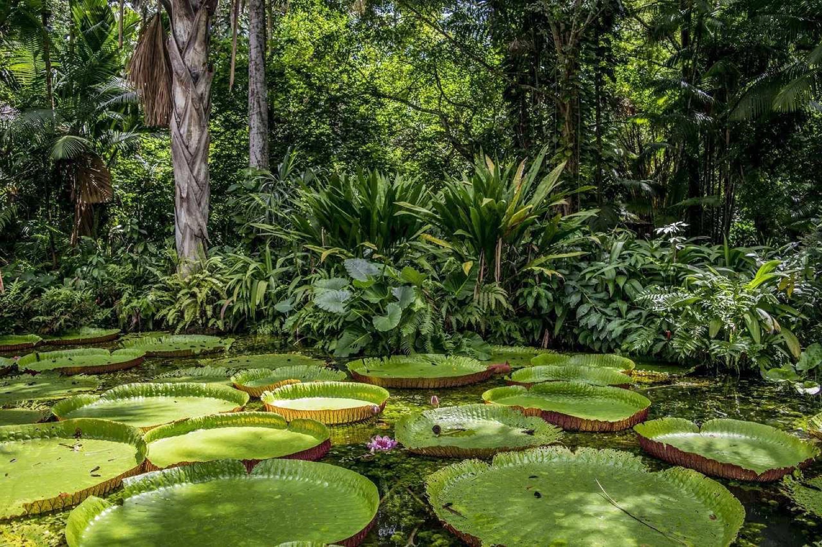Giant water lilies in dense tropical vegetation