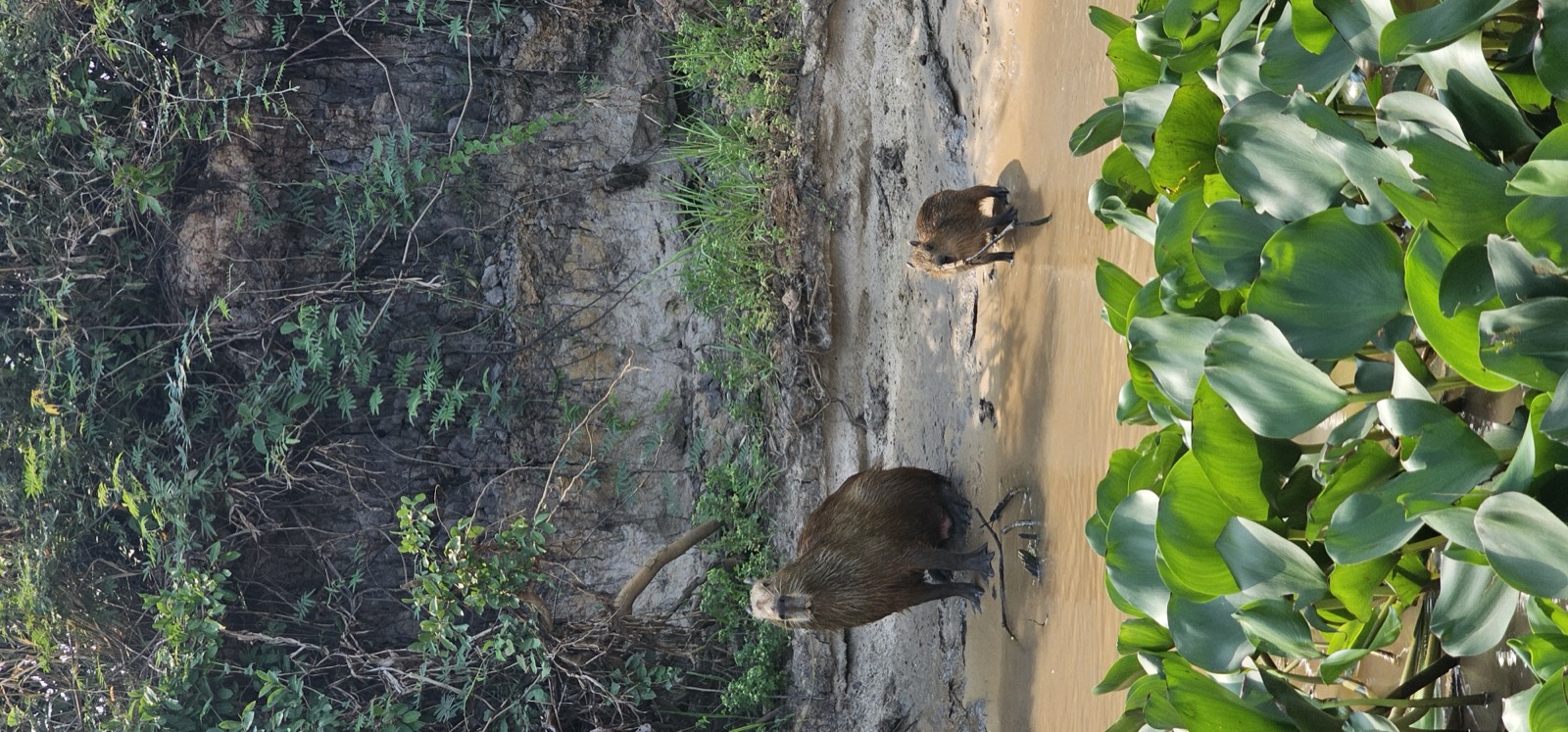 Capybara and young beside the water in the Northern Pantanal