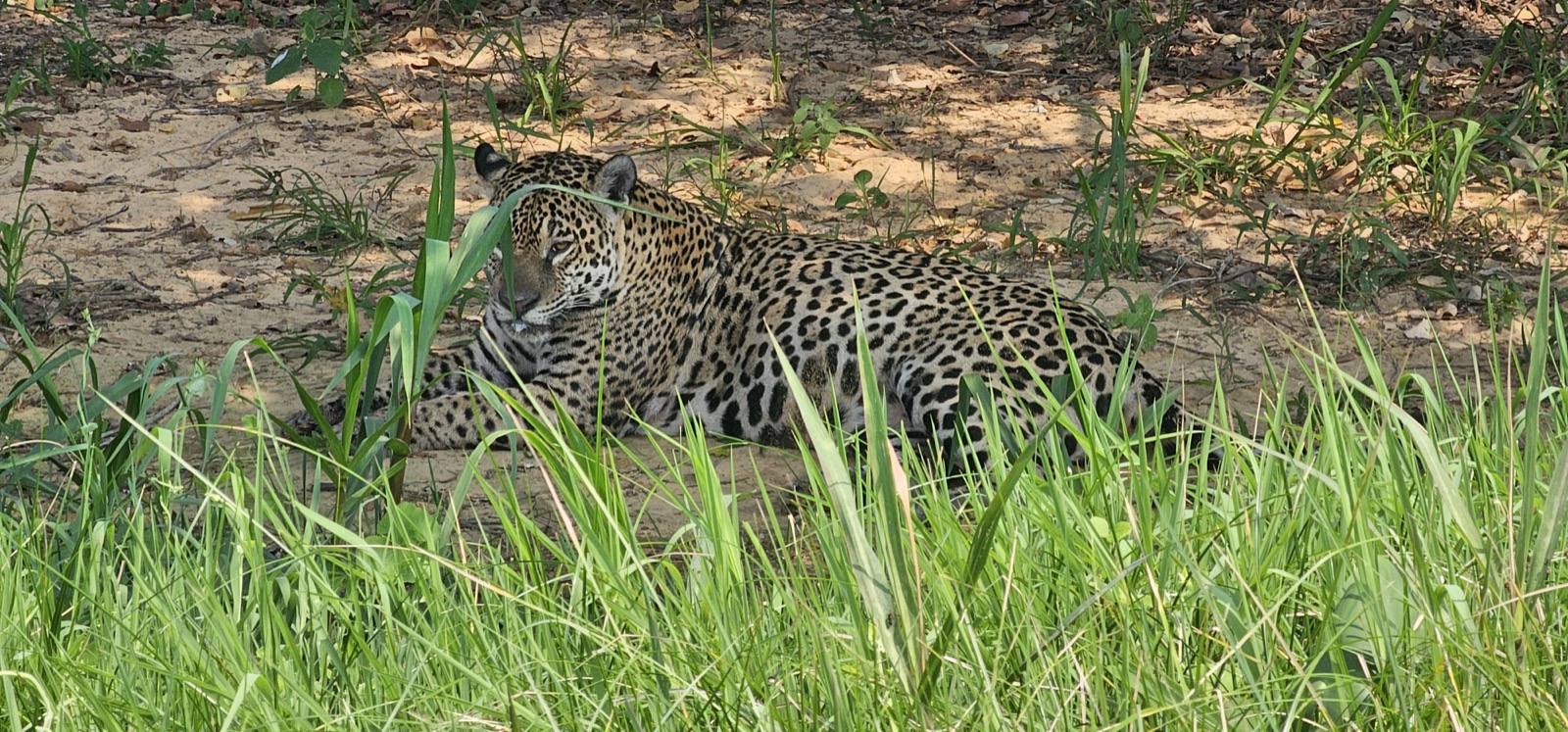 Jaguar partly concealed by Pantanal vegetation