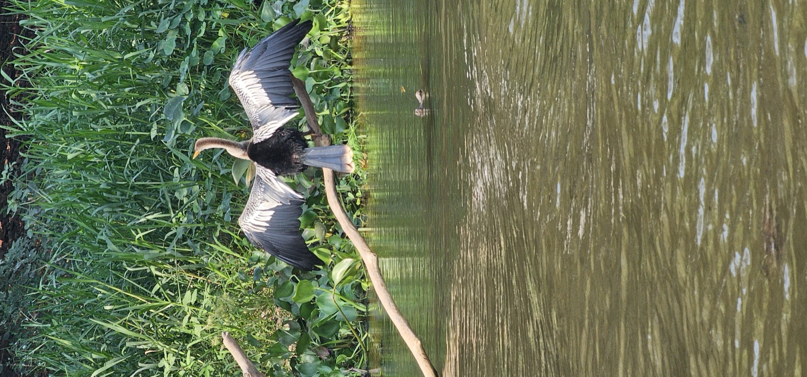 Anhinga perched above a Pantanal river