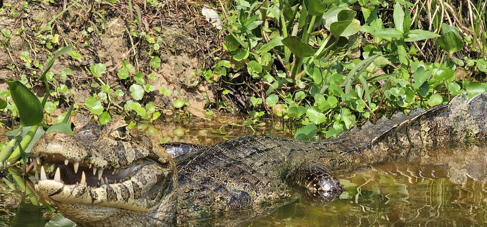 Caiman resting at the edge of a Pantanal channel