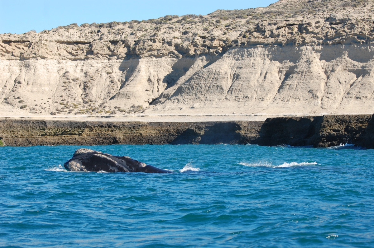 A southern right whale surfacing in the water off the Patagonian coast near Puerto Madryn.