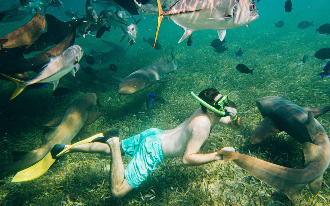 Snorkeler swimming among nurse sharks and fish over a seagrass bed on the Belize reef.