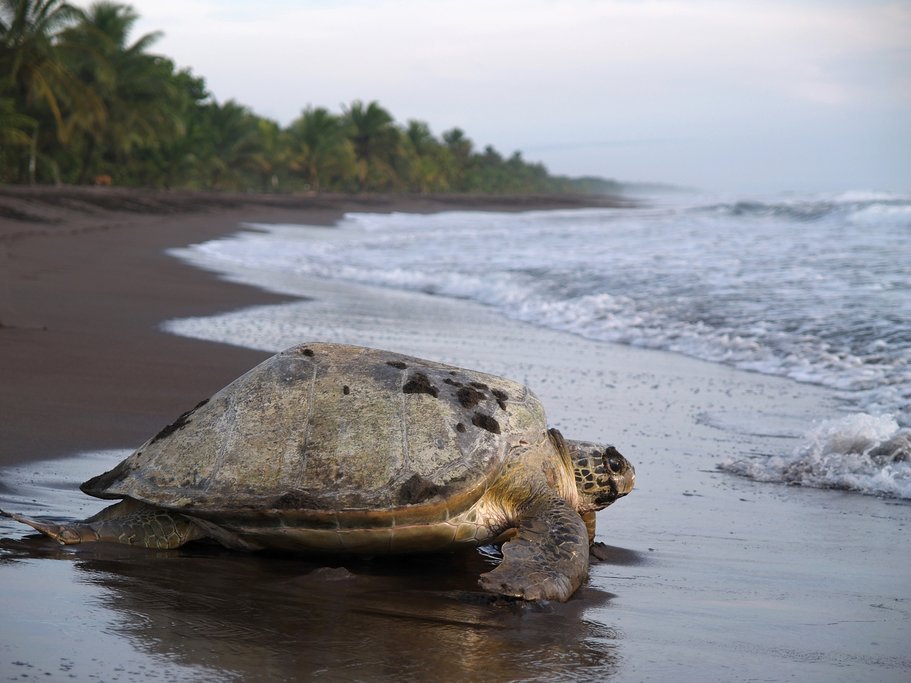 A large sea turtle on a dark sand beach at the edge of the surf on Costa Rica's Caribbean coast.