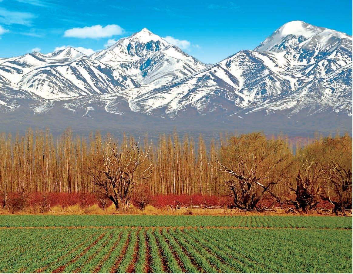 Cultivated fields and autumn trees below snow-covered mountains in Mendoza.